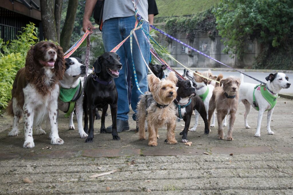 Man walking dogs